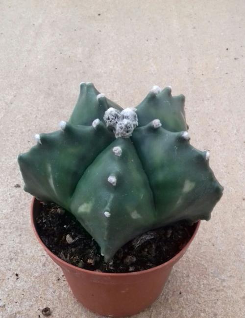 astrophytum kikko